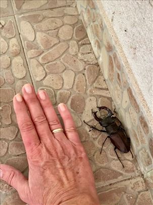 Jelenak buba živa mužjak