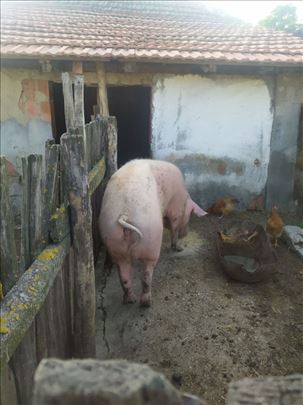 Krmača na prodaju