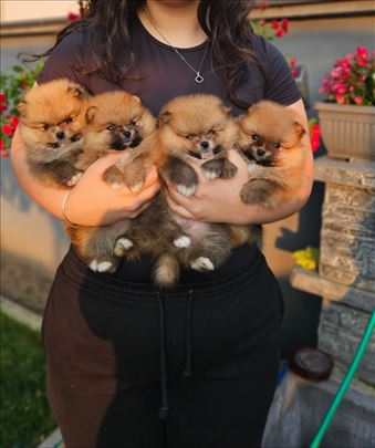 Pomeranac, Pomeranci, Boo, medvedici