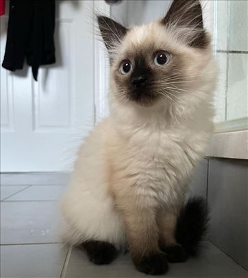 Ragdoll, kitten