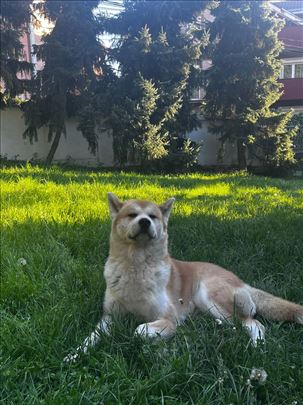 Akita za parenje muzjak