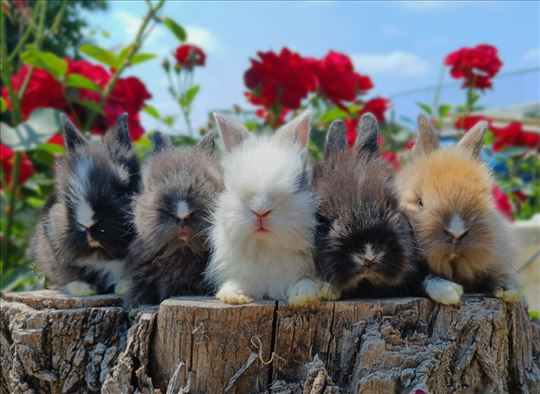 Bebe lavića, više boja