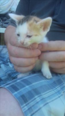 Trobojno zensko mace trazi dom