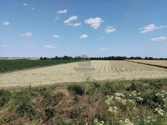 Krnješevci, Stara Pazova ID#7769