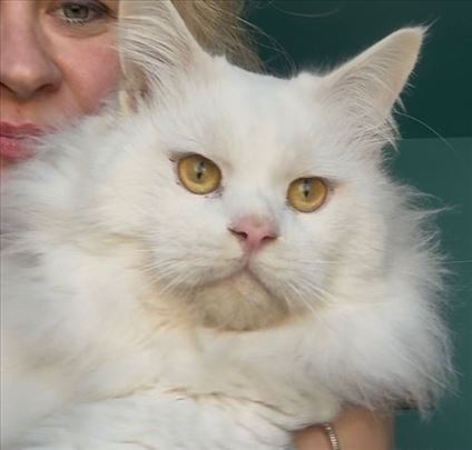 Maine Coon , mlada mačka