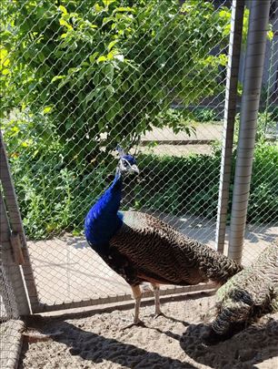 Paunovi