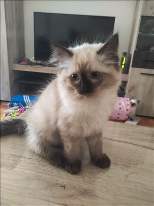 Ragdoll, mačići 