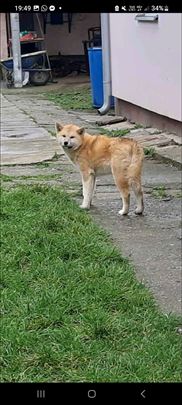 Akita, mlad pas na poklon