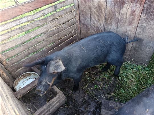 Krmača Moravka