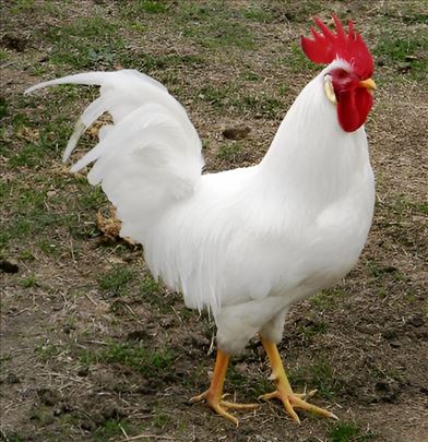 Leghorn PETLIĆI