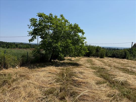 Trešnja 11 ari 
