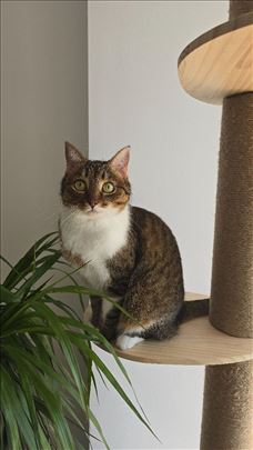 Cuvanje macaka/ Cat sitting Vračar