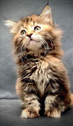 Maine Coon, najlepši mačići