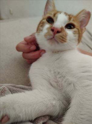 Marko