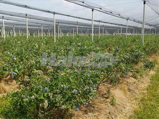 Plantaža borovnica 2,29 ha