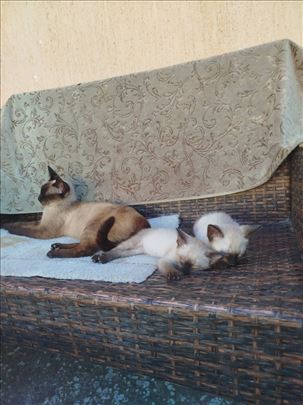 Sijamska , mače