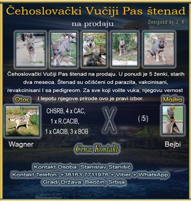 Češkoslovački vučiji pas, štene