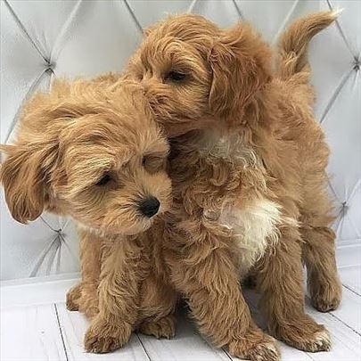 Maltipoo, puppy