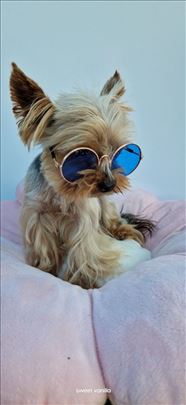 Mini Yorkie - parenje