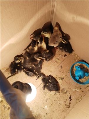 Pacici i pilici