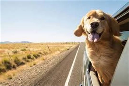 Njuška pet taxi