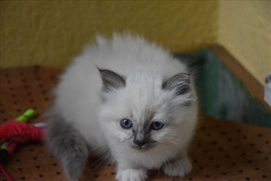 Sveta Birmanska, mače