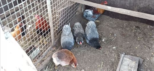 100 pilića araukana super koke plavo zelenih jaja