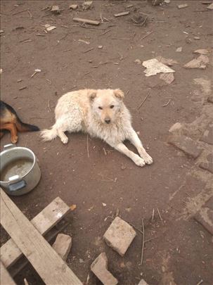 Bobi mešanac Samojeda