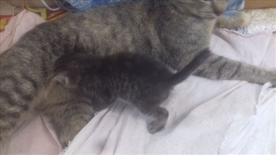 Domaci macici traze dom: musko i zensko