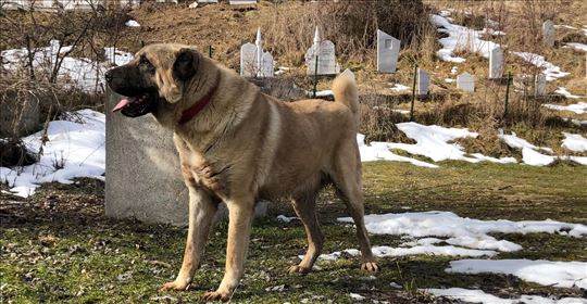 Kangal