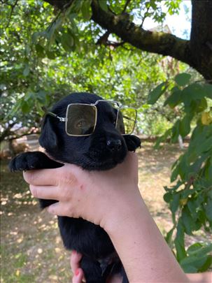 Labrador retriver, štene