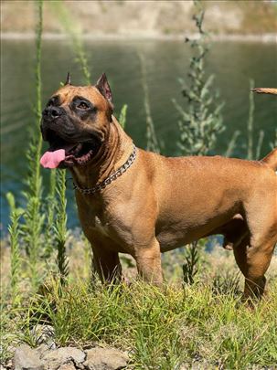 Pit bul terijer, odrastao pas