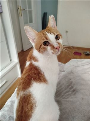 Marko