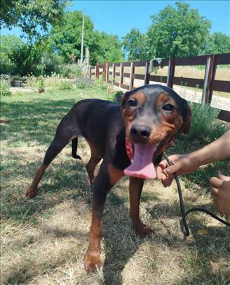 Mešanka umiljata Tesa traži svoje ljude!