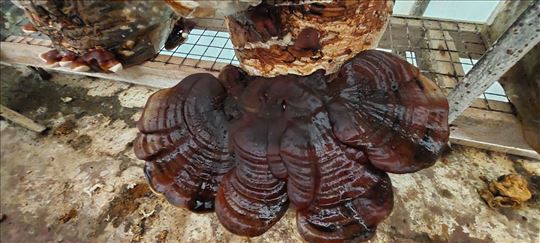 Micelijum gljive Ganoderma lucidum