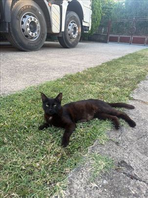 Mlada maca za udomljavanje