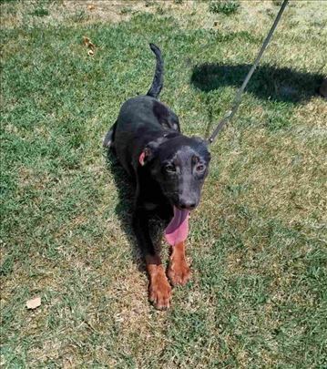 Mlada mešanka Luna divnog karaktera traži dom