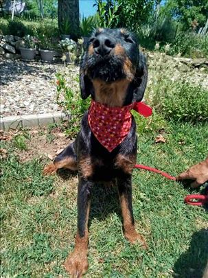 Prelepa mešanka Nera traži porodicu!