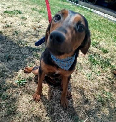 Umiljat, mlad pas Pako traži zauvek dom!