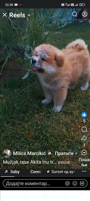 Akita, štene
