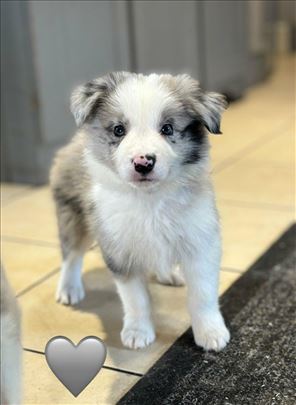 Border koli, veteran
