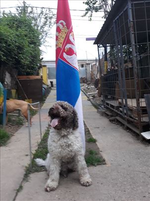 Čuvanje pasa Karaburma
