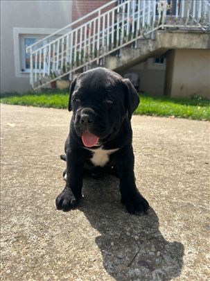 Cane corso, štene