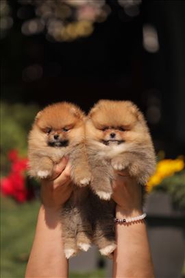 Pomeranac, Pomeranci, Boo, medvedici