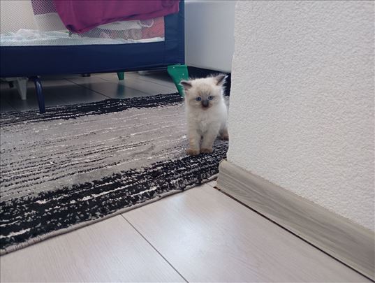Ragdoll, mače