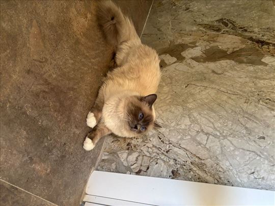 Sveta Birmanska, mlada mačka