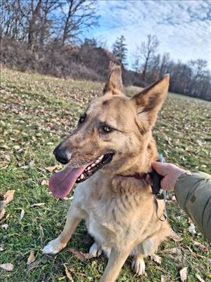 Belgijski ovčar, mlad pas