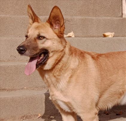 Belgijski ovčar, mlad pas