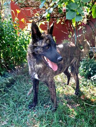 Na poklon malinoe i azijat