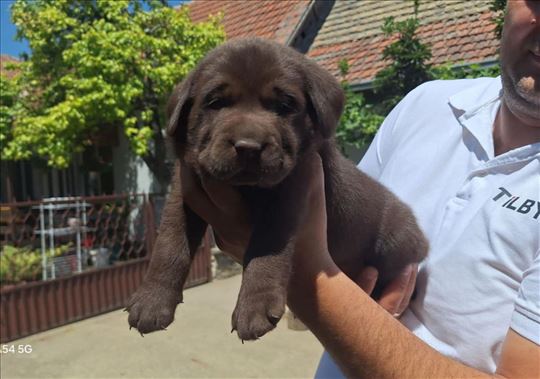 Labrador retriver, štene